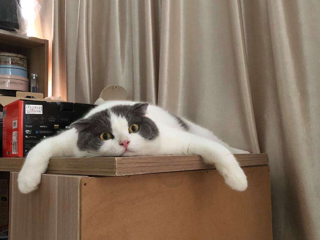 養(yǎng)貓能治病？貓貓原來還可以這么用！